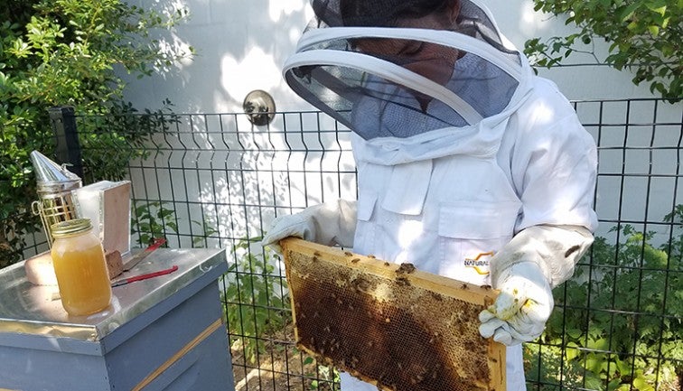 Students work with bee hive